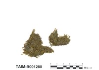 藏品(薄網苔)的圖片